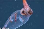 各種怪奇深海生物：有的很卡通，有的根本異形！