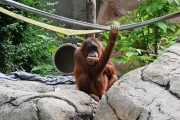 紅毛猩猩首次當媽狂孕吐，卻被人類的孕吐茶治好？！