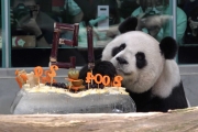 大貓熊「圓圓」19歲了 動物園特製蛋糕慶生