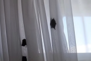 度假住飯店一夜沒關窗，醒來發現被蝙蝠群包圍？！