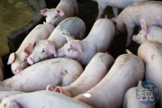 英國現「H1N2豬流感傳人」首例感染源不明！政府出手調查