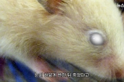 中國研發「新冠變異株」致死率100%！實驗鼠眼睛變白8天內身亡