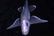 巨眼海底生物！泰國海域現「鬼鯊」最古老魚類之一
