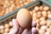 天氣太熱賣不動…蛋價再降2元「創2年新低」