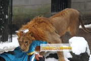 中國大陸杭州動物園游客搓雪球猛砸非洲獅取樂（7P）