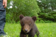 小心！熊出沒，來去北海道可愛又爆笑的熊牧場一日遊~