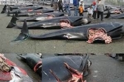 日本“殺海豚節”:港灣一片血紅