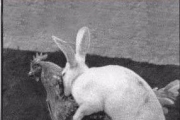 動物大爆笑[26p]...趴兔